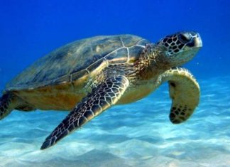 Θαλάσσια Χελώνα βρέθηκε νεκρή μεταξύ Σχίνου και Αλεποχωρίου