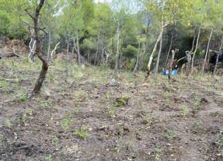 Φυτεία δενδρυλλίων χασίς σε δασώδη περιοχή στα Γεράνεια Όρη