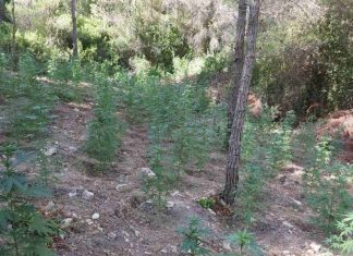 Εντοπίστηκε φυτεία με περίπου 800 δενδρύλλια κάνναβης στο Χάνι Μεγάρων