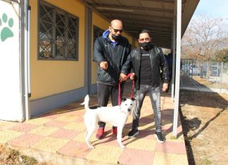 Ξεκίνησαν οι πρώτες στειρώσεις σκύλων στον Κτηνιατρικό Χώρο του Δήμου Φυλής