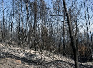 Δημοσιεύθηκε η ΚΥΑ για τις αποζημιώσεις των πληγέντων από τις πυρκαγιές Μαΐου-Αυγούστου