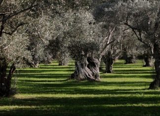 Ελαιόλαδο: Τι εκτιμά η αγορά