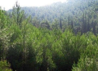 Παρατείνεται έως την Παρασκευή η απαγόρευση μετακίνησης σε δάση, εθνικούς δρυμούς και περιοχές Natura