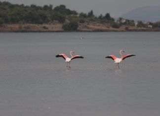 Παγκόσμια Ημέρα Υγροτόπων: Εικόνες από το Βουρκάρι στην Αγία Τριάδα Μεγάρων