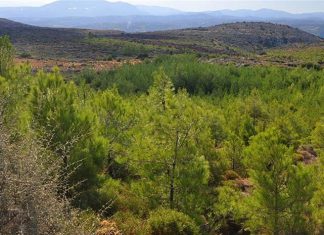 Λύση στο θέμα των χρόνιας αμφισβήτησης από το δημόσιο της κυριότητας των δασωθέντων αγρών