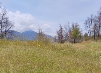 Δηλητήριο στον Πευκενέα Μεγάρων σκοτώνει ζώα