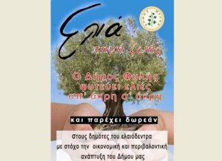 Φυτεύει, δωρεάν ελιές στα καμένα αγροκτήματα της Φυλής ο Δήμος