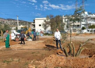 60 μεγάλα ελαιόδεντρα φύτεψε σε δύο πλατείες ο Δήμος Φυλής