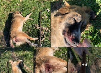 Παρέμβαση εισαγγελέα για την κακοποίηση σκύλου στα Μέγαρα – Τι αναφέρει ο Δήμος Μεγαρέων