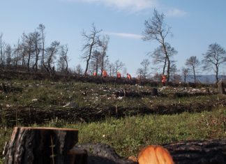 Αντιδιαβρωτικά έργα σε καμένες δασικές εκτάσεις της Δυτικής Αττικής από την ΗELLENiQ ENERGY