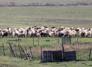 Πρώτο κρούσμα πανώλης σε αιγοπρόβατα στον Ασπρόπυργο