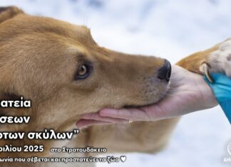 Δωρεάν στειρώσεις για αδέσποτα σκυλιά 4-5 Απριλίου στο Στρατουδάκειο Πολιτιστικό Κέντρο Μεγάρων