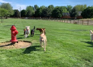Dog Park στην Νέα Πέραμο; Πάρκο για δεσποζόμενα σκυλιά συζητά το Τοπικό Συμβούλιο