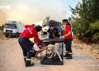 282 πυρόπληκτα ζώα διασώθηκαν – Για απολογισμό τιτάνιας προσπάθειας και αλληλεγγύης κάνει λόγο η Δημοτική Αρχή Δήμου Μεγαρέων